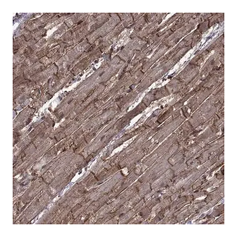 Merck Anti-ITGA7 antibody produced in rabbit