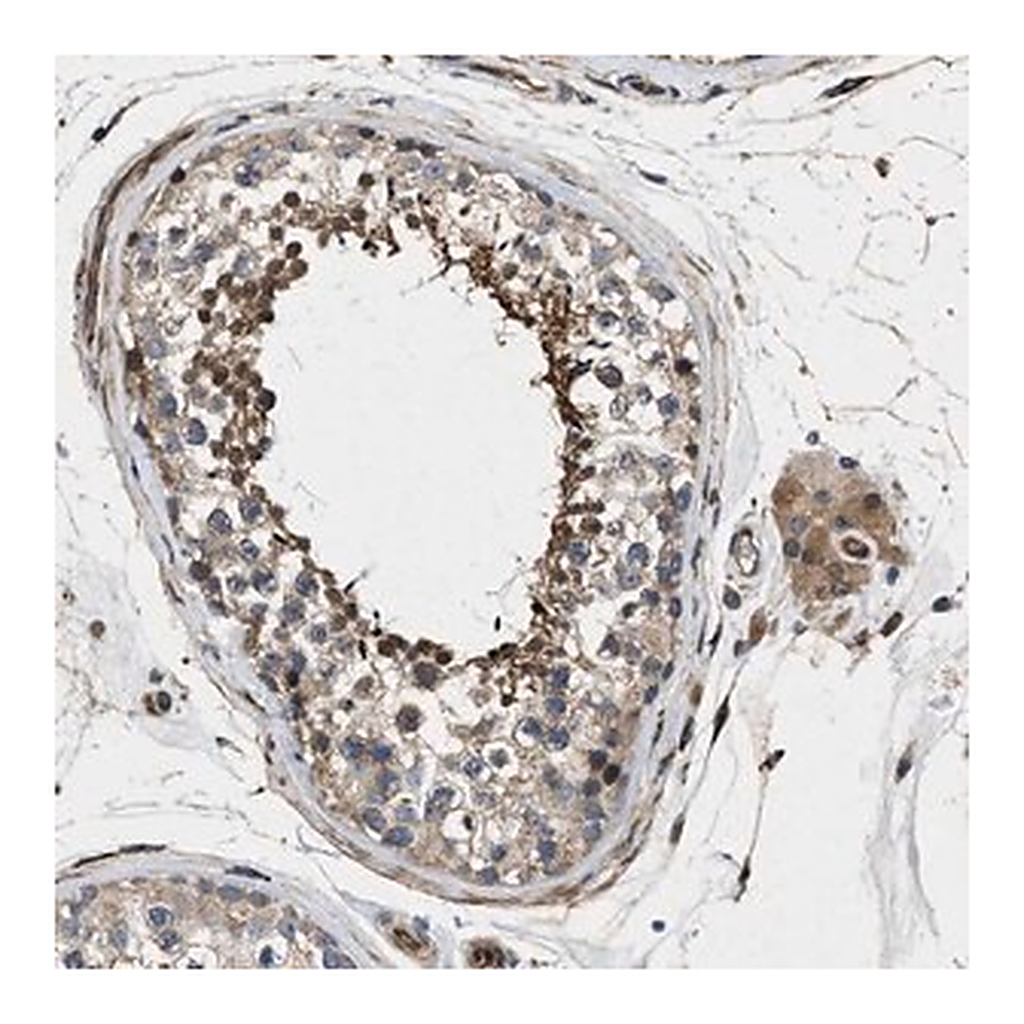 Merck Anti-HSPA12B antibody produced in rabbit