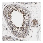 Merck Anti-HSPA12B antibody produced in rabbit