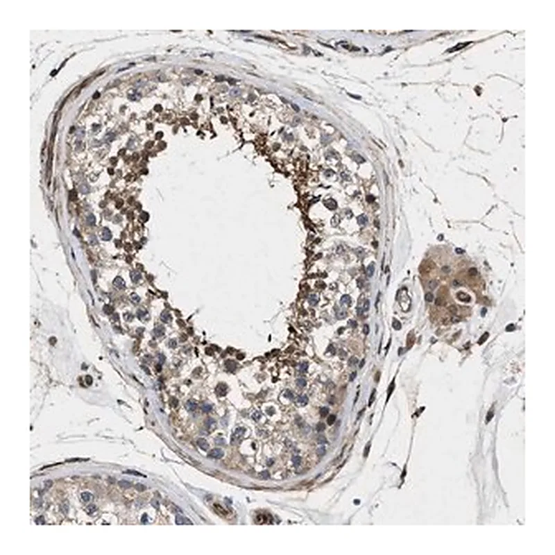 Merck Anti-HSPA12B antibody produced in rabbit