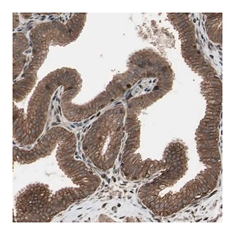 Merck Anti-TNFRSF1A antibody produced in rabbit