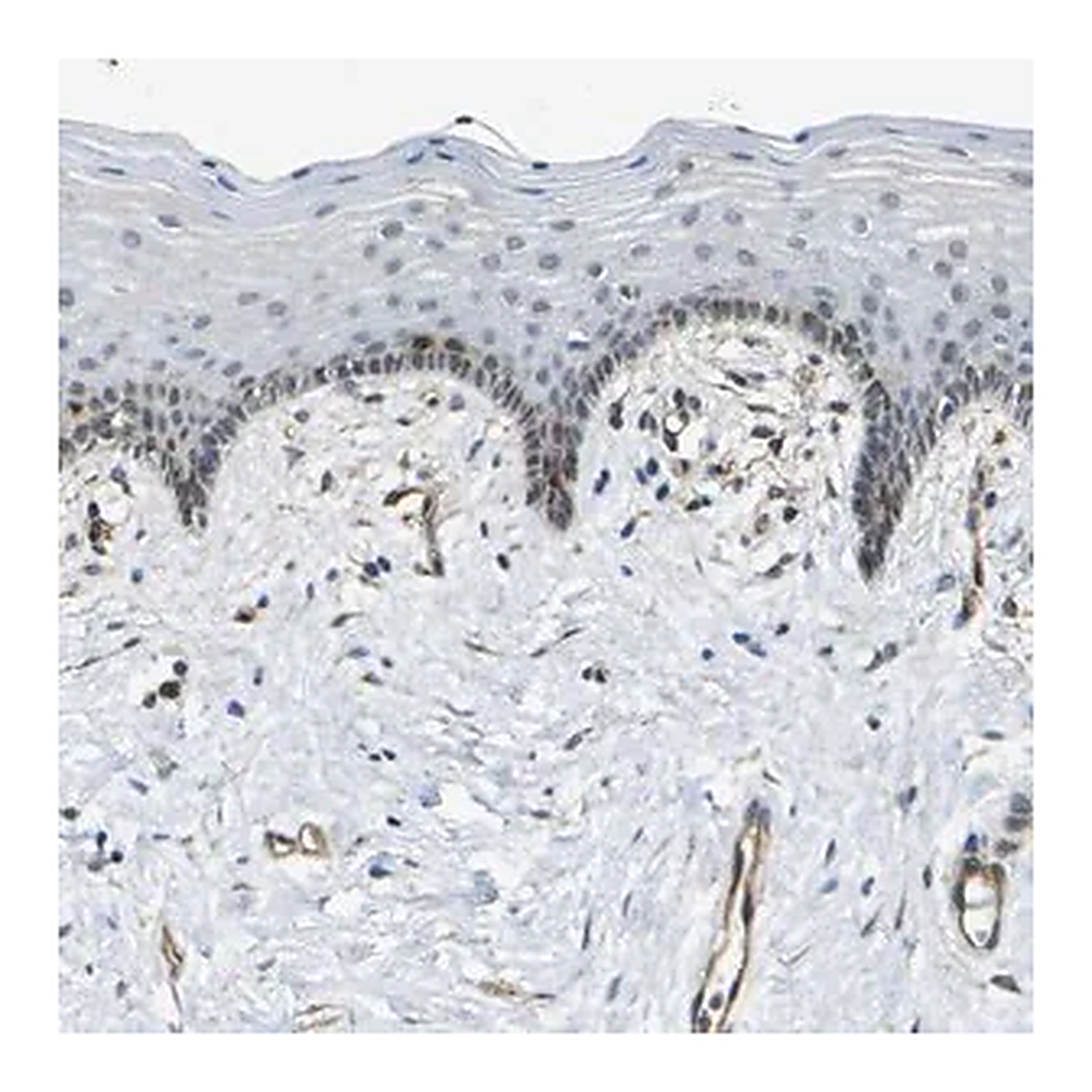 Merck Anti-ECE1 antibody produced in rabbit