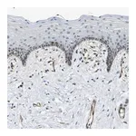 Merck Anti-ECE1 antibody produced in rabbit