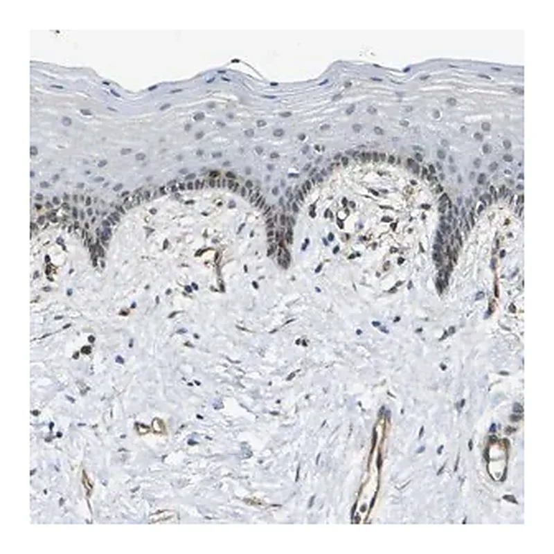 Merck Anti-ECE1 antibody produced in rabbit