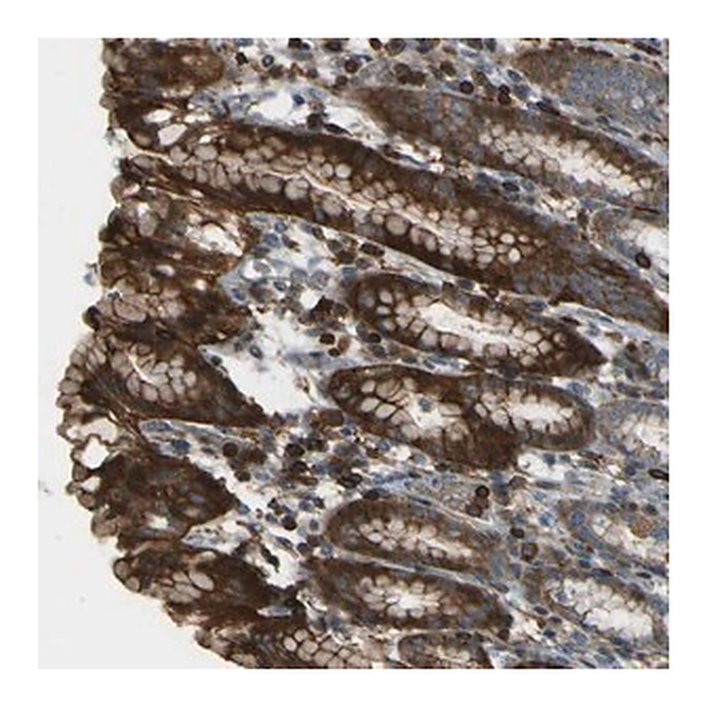 Merck Anti-PCDHB5 antibody produced in rabbit