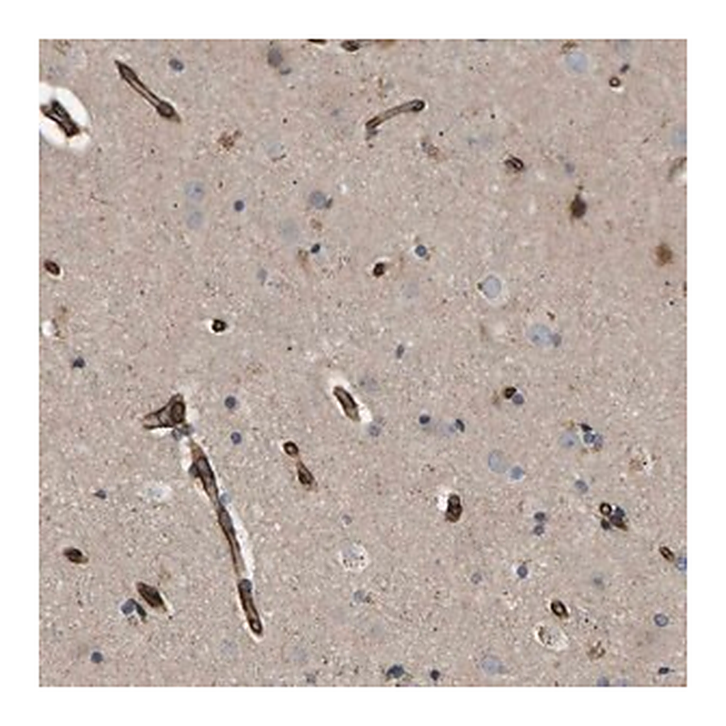 Merck Anti-TMTC4 antibody produced in rabbit