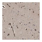 Merck Anti-TMTC4 antibody produced in rabbit