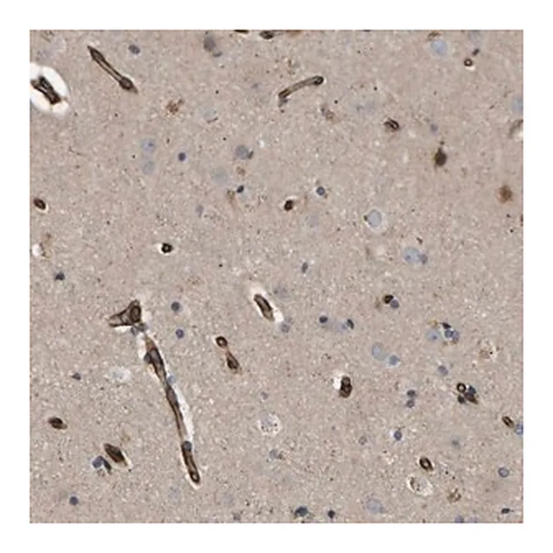 Merck Anti-TMTC4 antibody produced in rabbit
