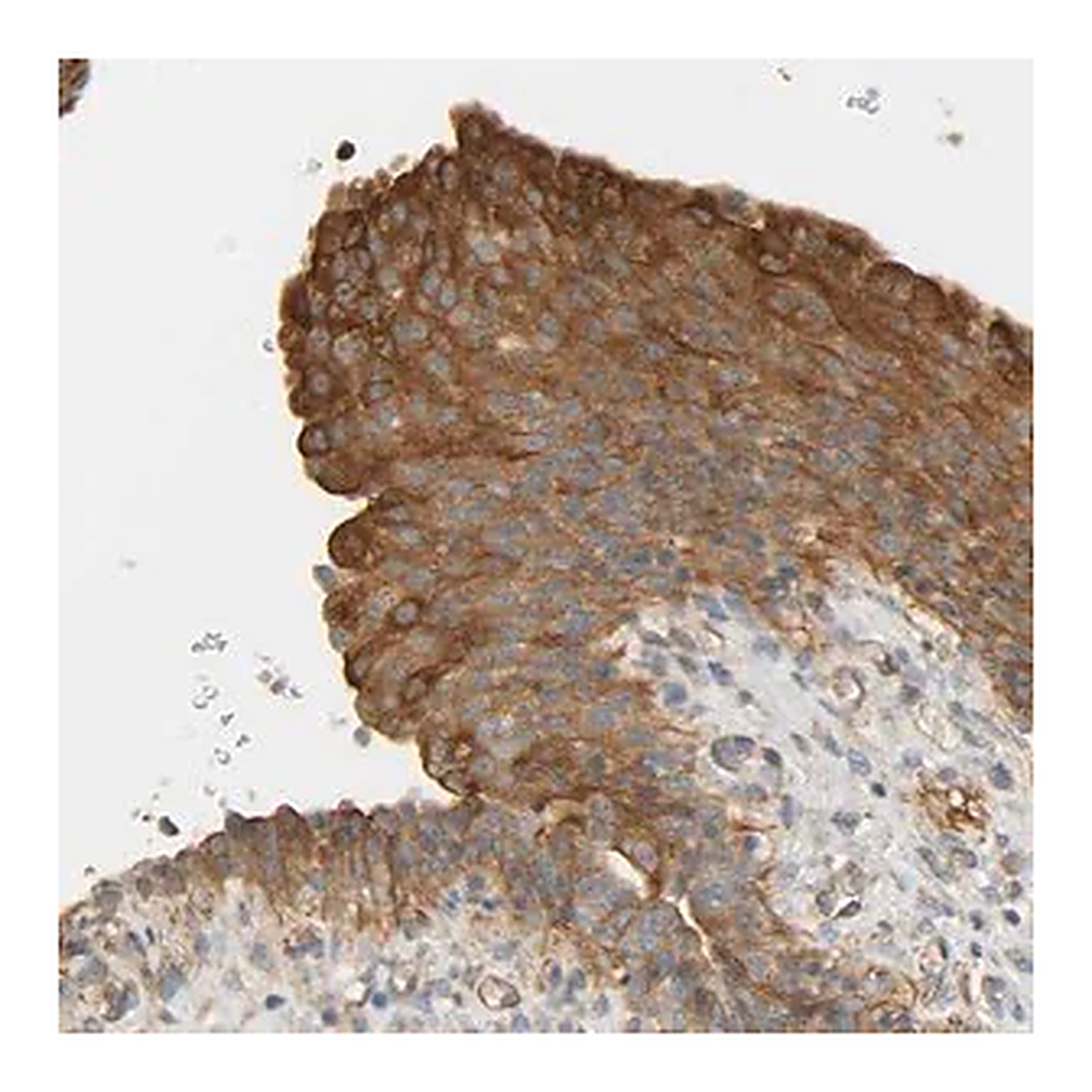 Merck Anti-CEP57 antibody produced in rabbit