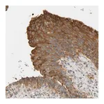 Merck Anti-CEP57 antibody produced in rabbit