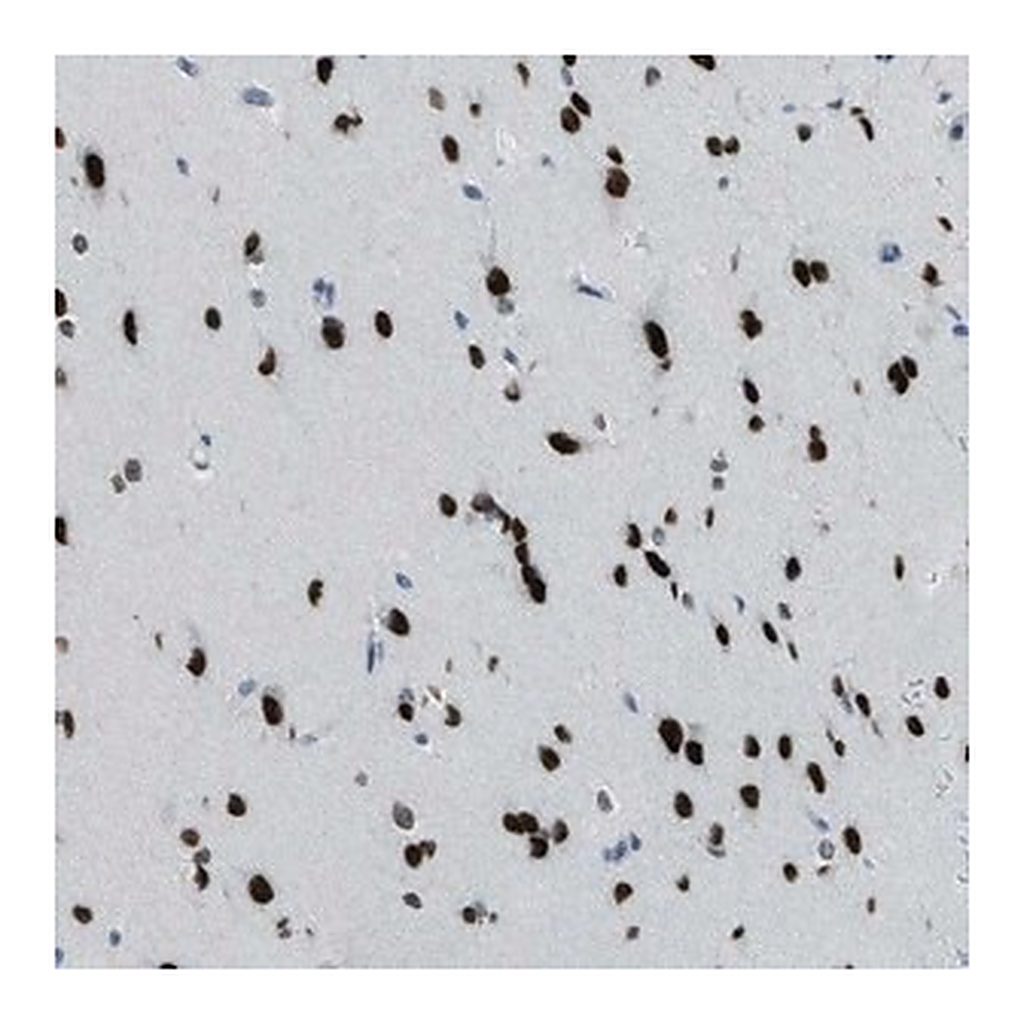 Merck Anti-TTC13 antibody produced in rabbit