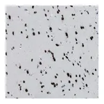 Merck Anti-TTC13 antibody produced in rabbit