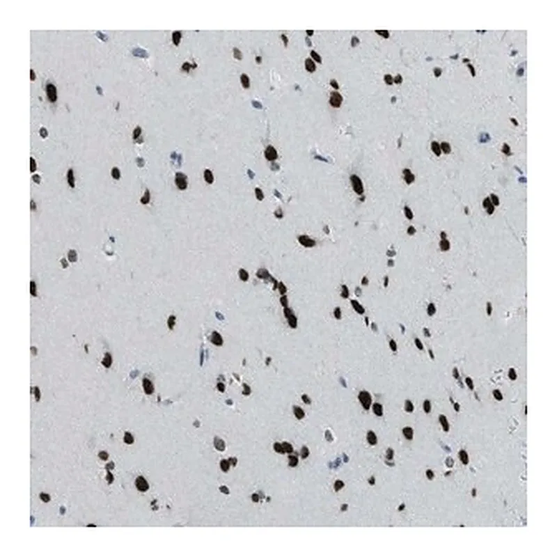 Merck Anti-TTC13 antibody produced in rabbit
