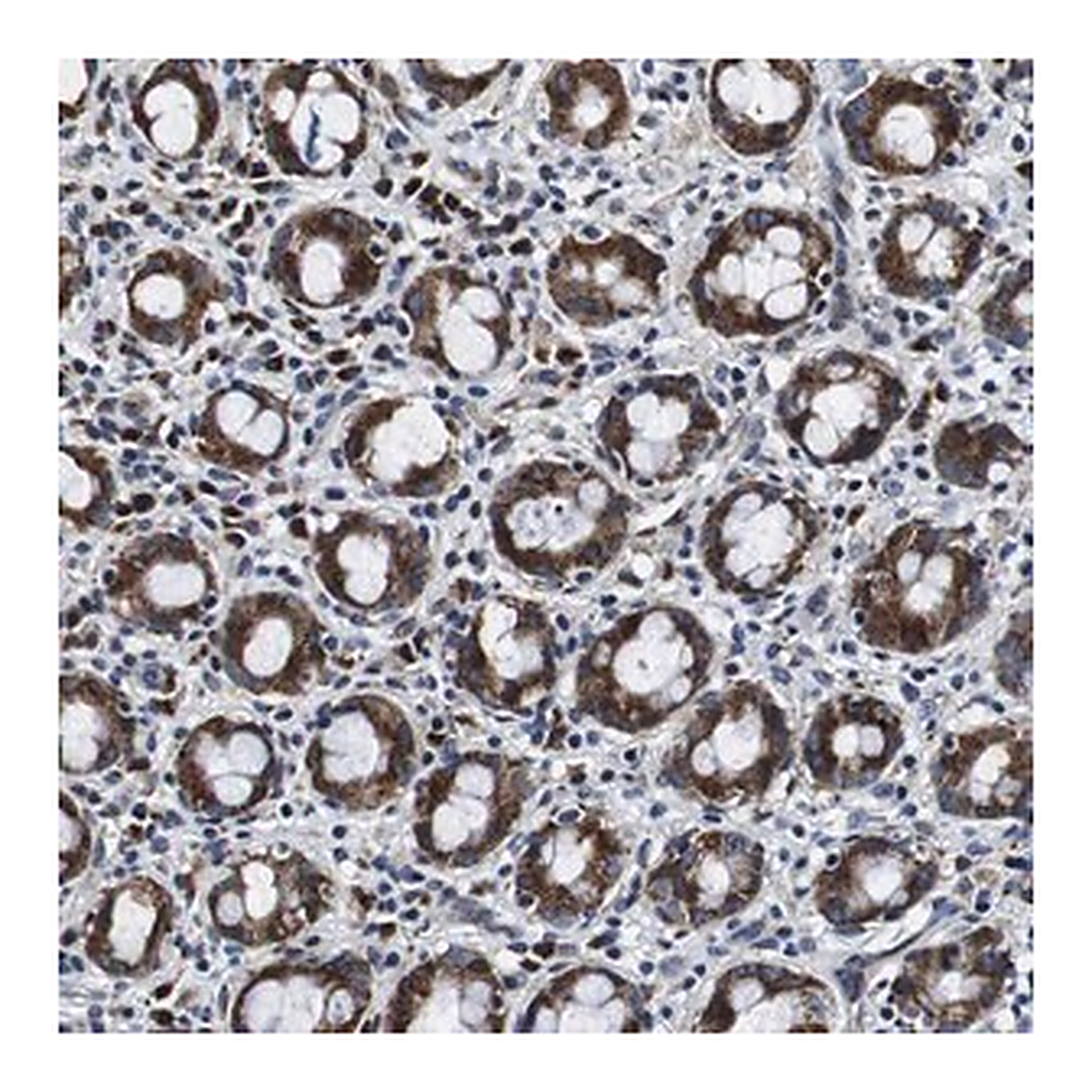 Merck Anti-FAR2 antibody produced in rabbit