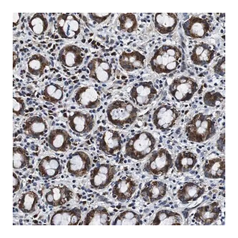 Merck Anti-FAR2 antibody produced in rabbit