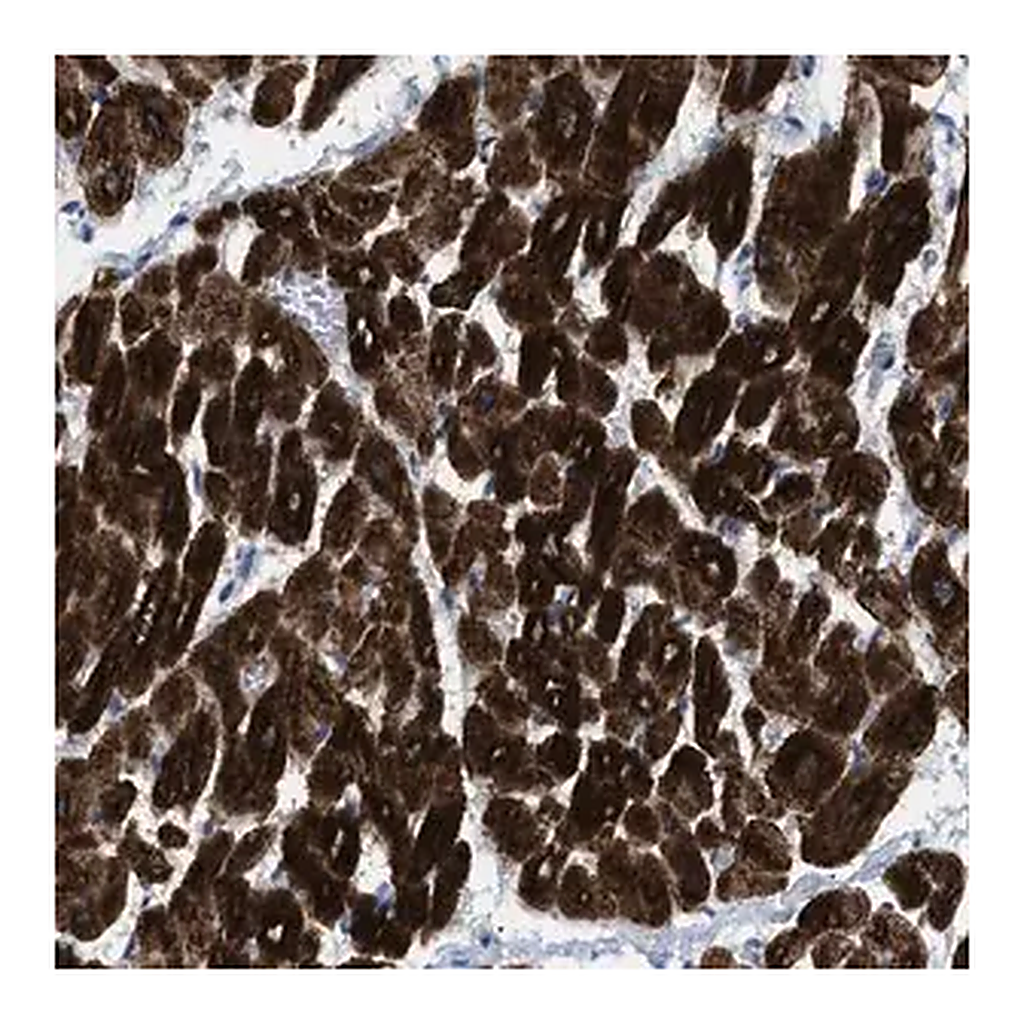Merck Anti-ICA1 antibody produced in rabbit