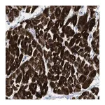 Merck Anti-ICA1 antibody produced in rabbit