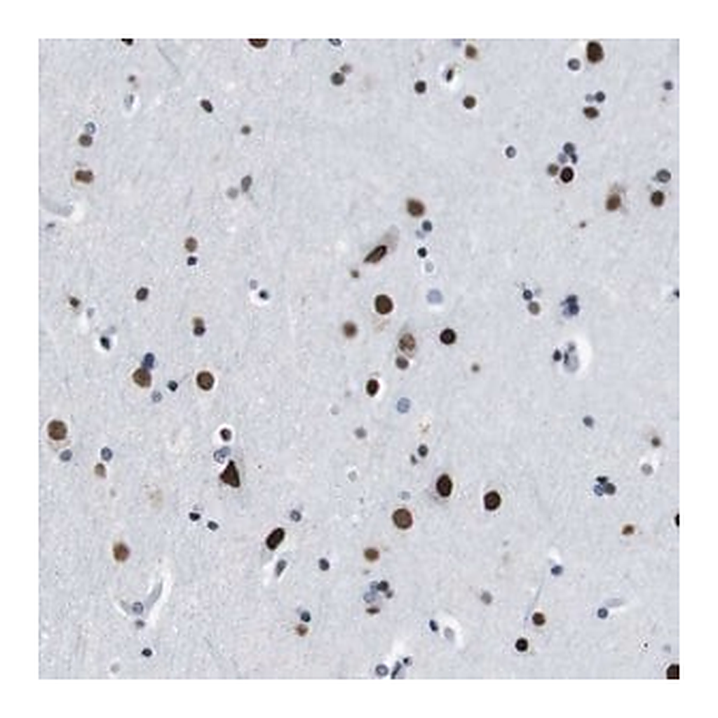 Merck Anti-TMEM55A antibody produced in rabbit