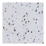 Merck Anti-TMEM55A antibody produced in rabbit
