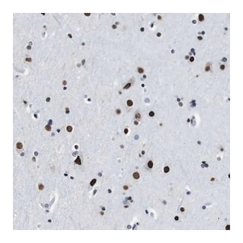 Merck Anti-TMEM55A antibody produced in rabbit