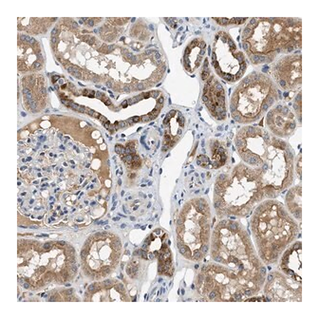 Merck Anti-PNKD antibody produced in rabbit