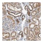 Merck Anti-PNKD antibody produced in rabbit