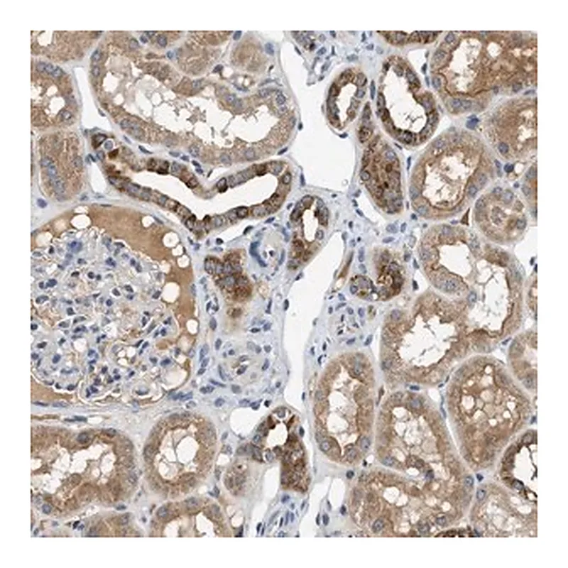 Merck Anti-PNKD antibody produced in rabbit
