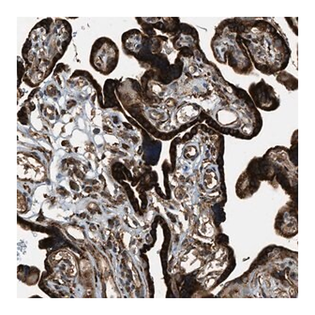 Merck Anti-PCDH18 antibody produced in rabbit