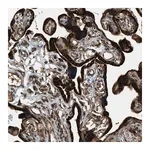 Merck Anti-PCDH18 antibody produced in rabbit