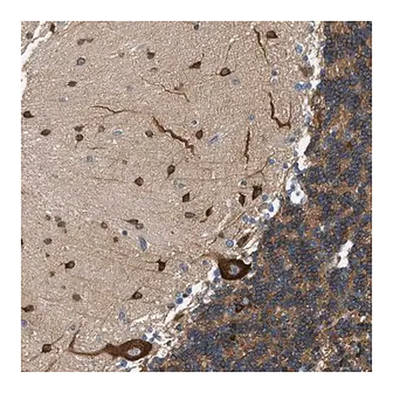 Merck Anti-KDELR2 antibody produced in rabbit