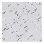 Merck Anti-WBSCR17 antibody produced in rabbit