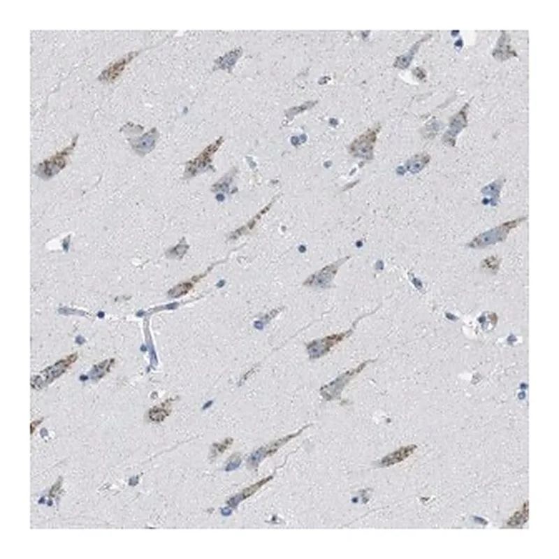 Merck Anti-WBSCR17 antibody produced in rabbit