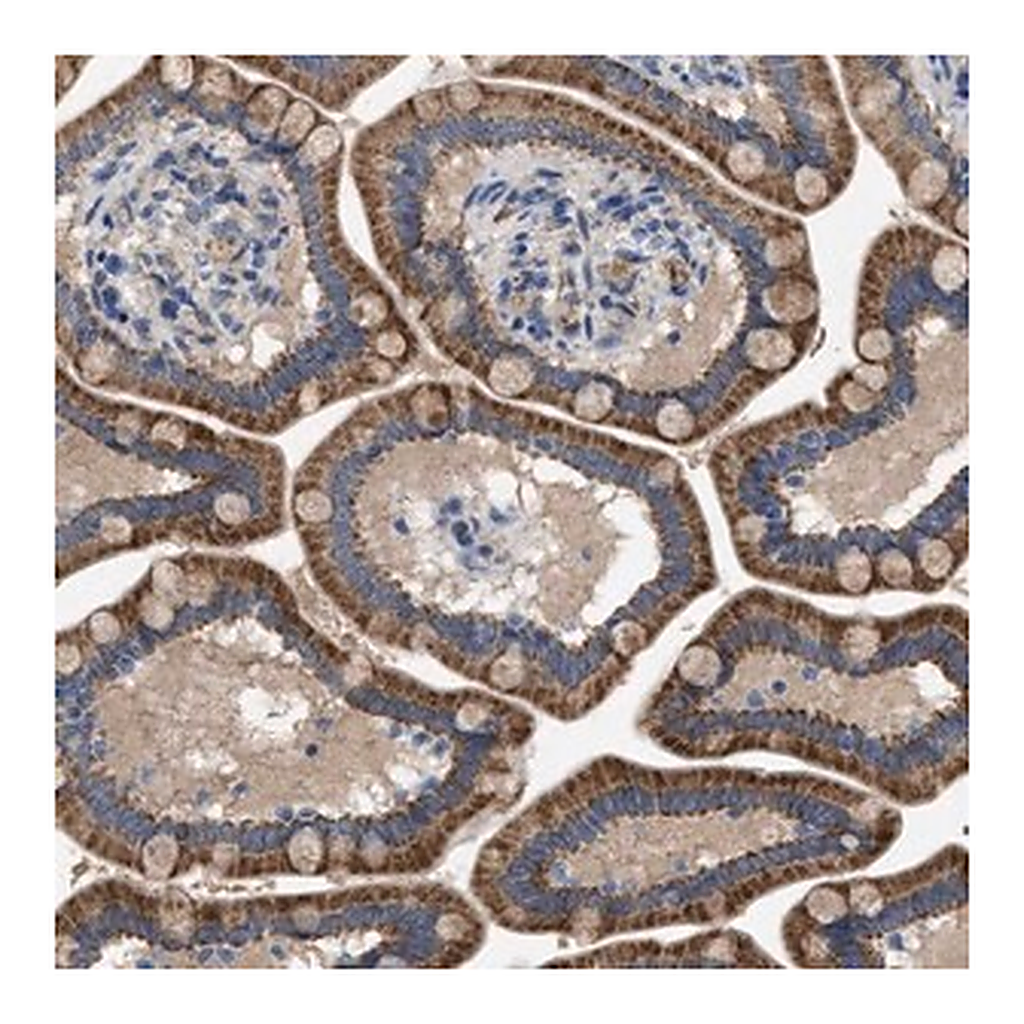 Merck Anti-PLPPR5 antibody produced in rabbit