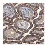 Merck Anti-PLPPR5 antibody produced in rabbit