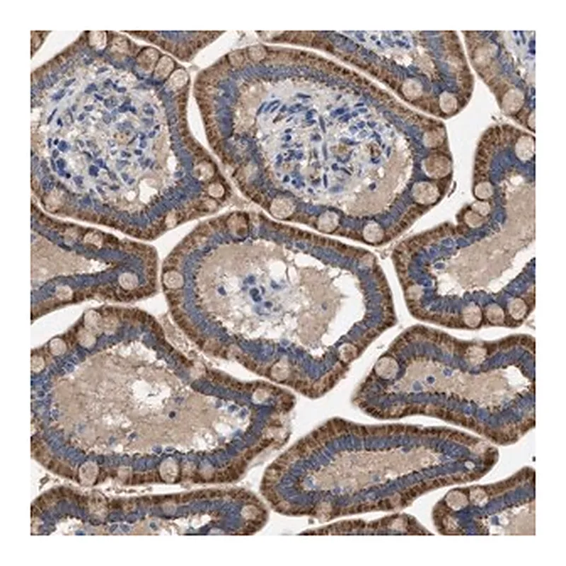 Merck Anti-PLPPR5 antibody produced in rabbit