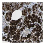 Merck Anti-DCP1A antibody produced in rabbit