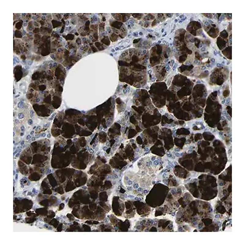 Merck Anti-DCP1A antibody produced in rabbit