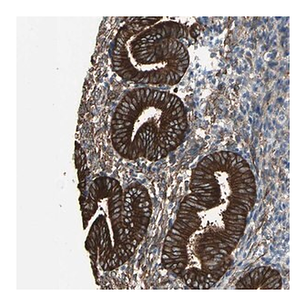 Merck Anti-EPB41L2 antibody produced in rabbit