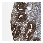 Merck Anti-EPB41L2 antibody produced in rabbit