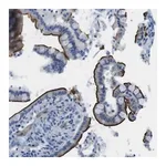 Merck Anti-ASIC5 antibody produced in rabbit
