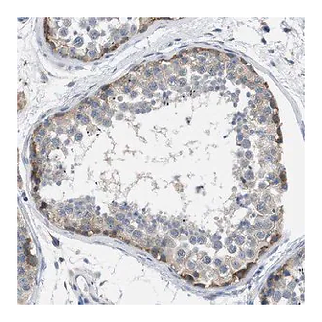 Merck Anti-BNC2 antibody produced in rabbit