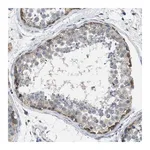 Merck Anti-BNC2 antibody produced in rabbit