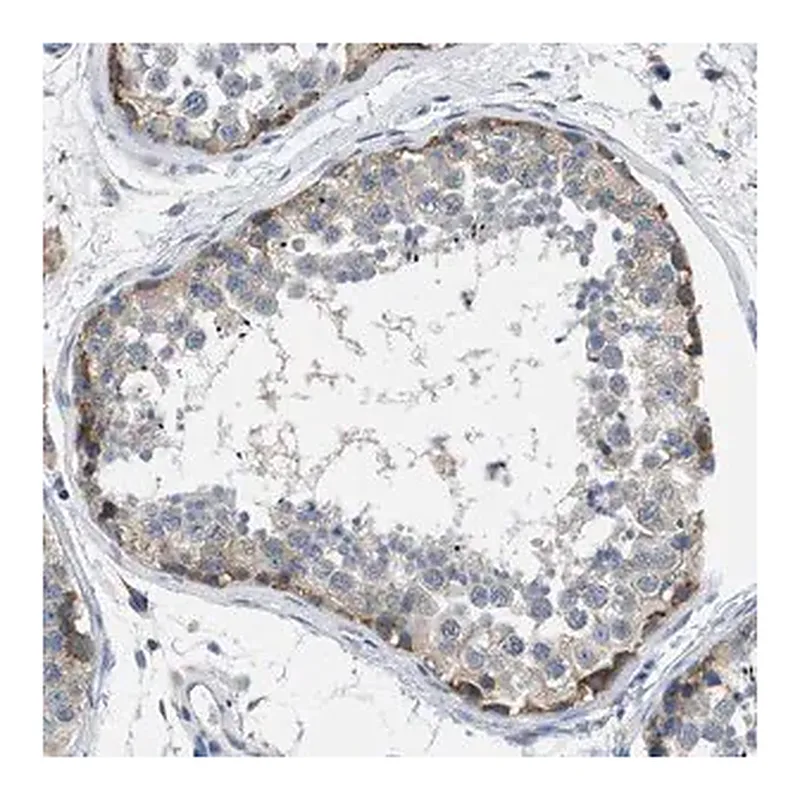 Merck Anti-BNC2 antibody produced in rabbit