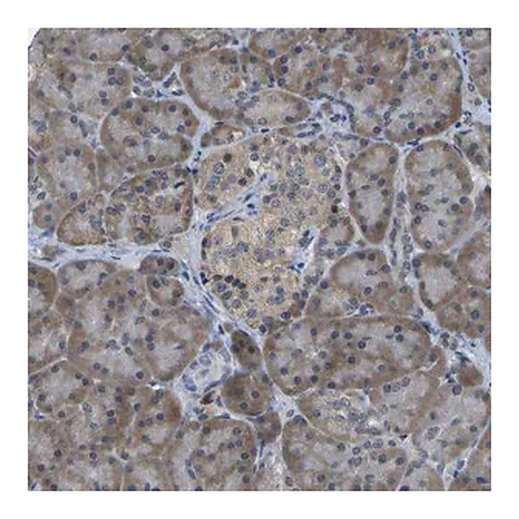 Merck Anti-DSE antibody produced in rabbit