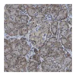 Merck Anti-DSE antibody produced in rabbit