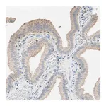 Merck Anti-MFF antibody produced in rabbit