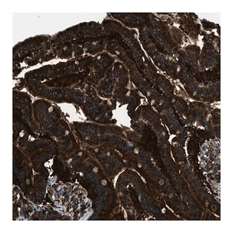 Merck Anti-SNX30 antibody produced in rabbit