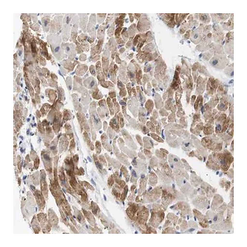Merck Anti-NEBL antibody produced in rabbit