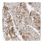 Merck Anti-NEBL antibody produced in rabbit