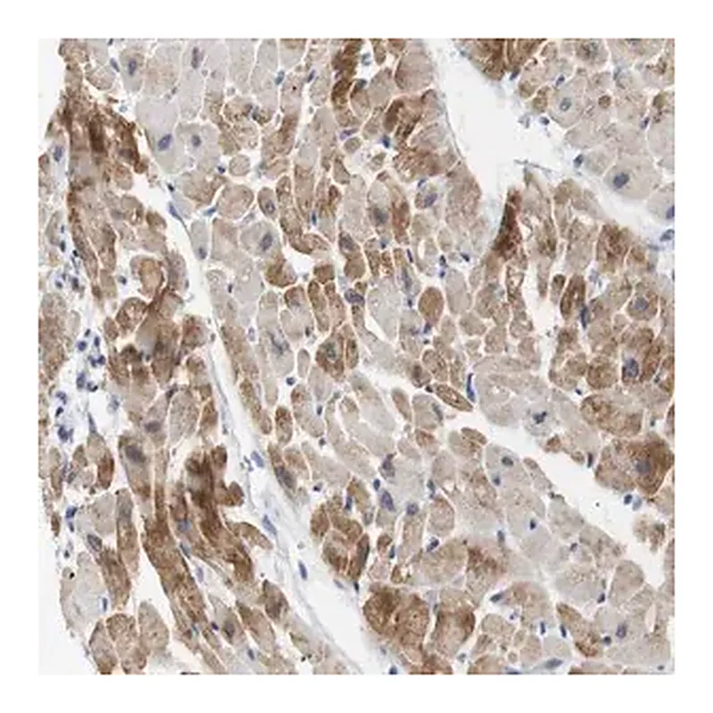 Merck Anti-NEBL antibody produced in rabbit